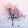 Winter Tree In Foggy Sunrise