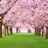 Cherry Blossom Tunnel
