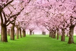 Cherry Blossom Tunnel