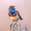 Bluethroat Sing