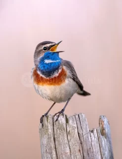 Bluethroat Sing