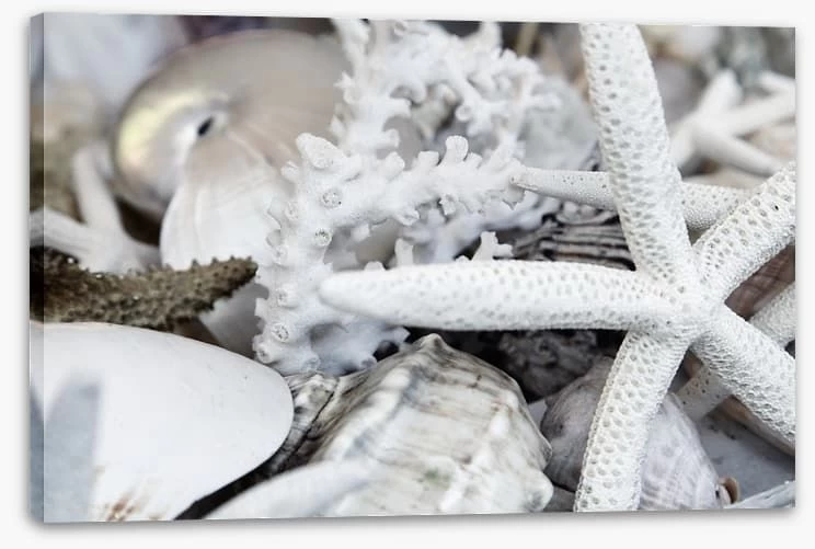 Starfish And Coral 2 Starfish And Coral - Image 2