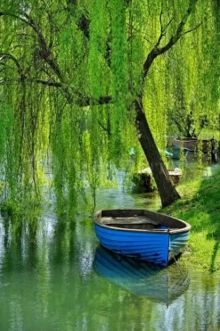 Boat Under The Willow