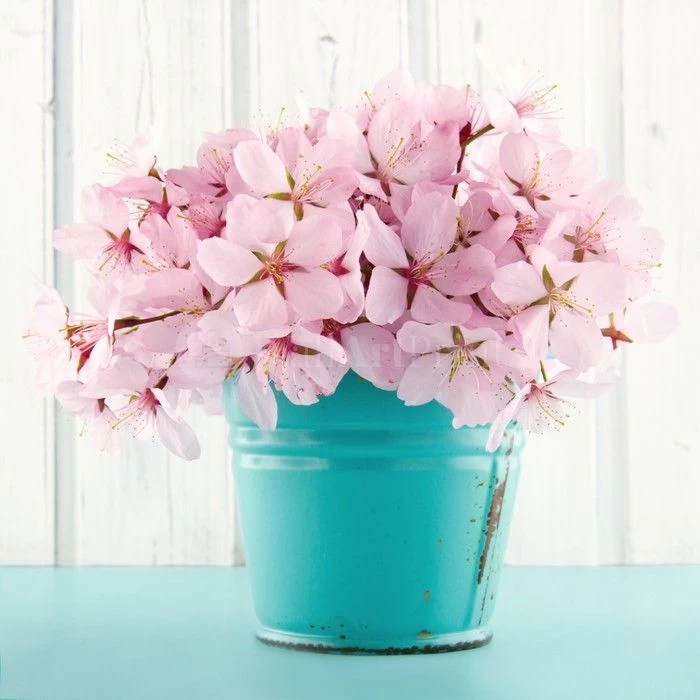 Pink Cherry Blossom 1 Pink Cherry Blossom