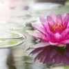 Pink Water Lily