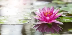 Pink Water Lily