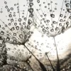 Dandelion Dew Drops