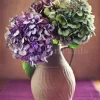 Hortensia Bloom