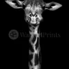 Giraffe In Black And White
