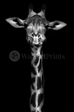 Giraffe In Black And White