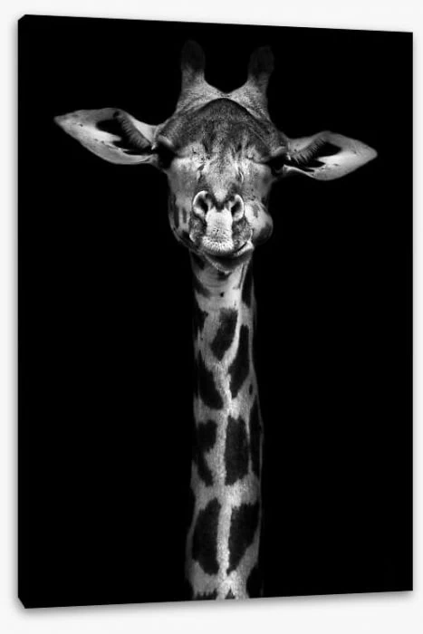 Giraffe In Black And White 2 Giraffe In Black And White - Image 2