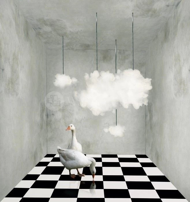 The Room With Clouds And Ducks 1 The Room With Clouds And Ducks