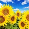 Blue Sky Sunflowers