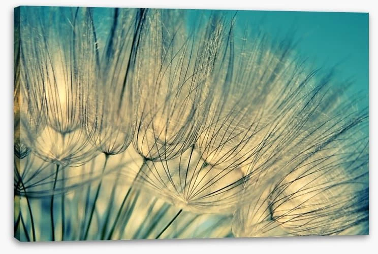 Dandelion Flowers 2 Dandelion Flowers - Image 2