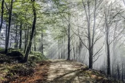 Sunrays On The Mystic Road