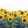 Sunflower Meadow Panoramic