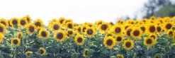 Sunflower Meadow Panoramic