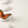 White Stones And Butterfly