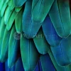 Macaw Feathers