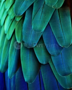 Macaw Feathers