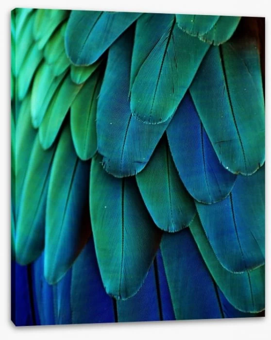 Macaw Feathers 2 Macaw Feathers - Image 2