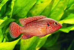 African Jewelfish