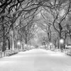 Snowy Central Park