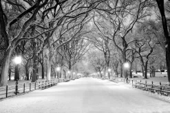 Snowy Central Park