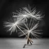 Dandelion Dance