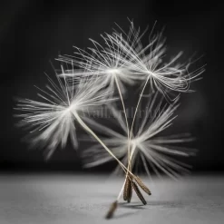 Dandelion Dance