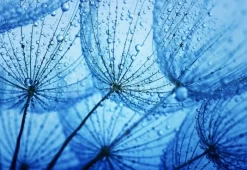 Dandelion Blues