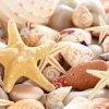 Seashells