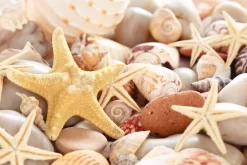 Seashells