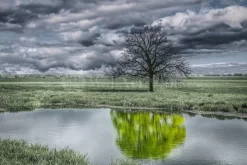 The Unusual Duck Pond