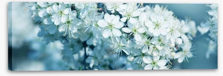 Fresh Blossom Panorama 2 Fresh Blossom Panorama - Image 2