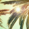 Sunlight Through The Palm Fronds