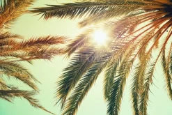 Sunlight Through The Palm Fronds