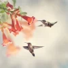 Ruby Throated Hummingbirds
