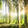 Sunbeam Forest Panorama