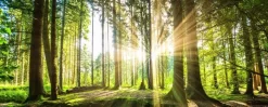 Sunbeam Forest Panorama