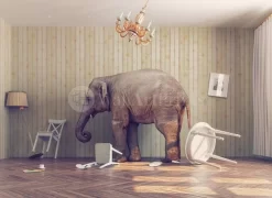 Elephant In The Room