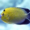 Goldflake Angelfish