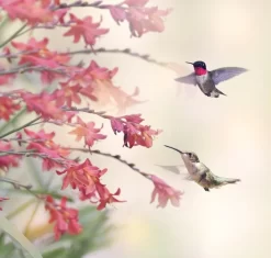 Hummingbirds And Wildflowers