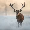 Red Deer In Winter