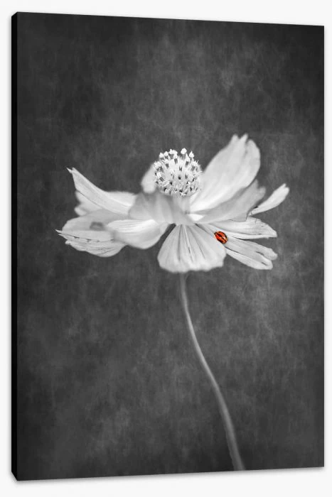 Lady In Red 2 Lady In Red - Image 2